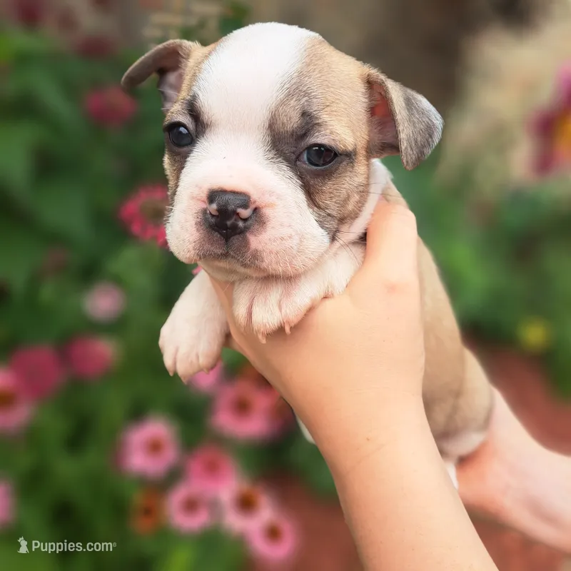 Goose – Boston Terrier, French Bulldog puppy for sale in Burton, MI