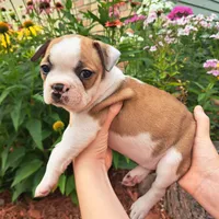 Flamingo , a female Boston Terrier and French Bulldog for sale in Burton, MI – 3 of 10