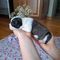 Hoopoe, a female Boston Terrier and French Bulldog for sale in Burton, MI – 2 of 10