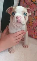 Goldfinch, a male Boston Terrier and French Bulldog for sale in Burton, MI – 5 of 9