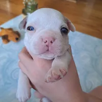 Seagull, a male Boston Terrier and French Bulldog for sale in Burton, MI – 7 of 7