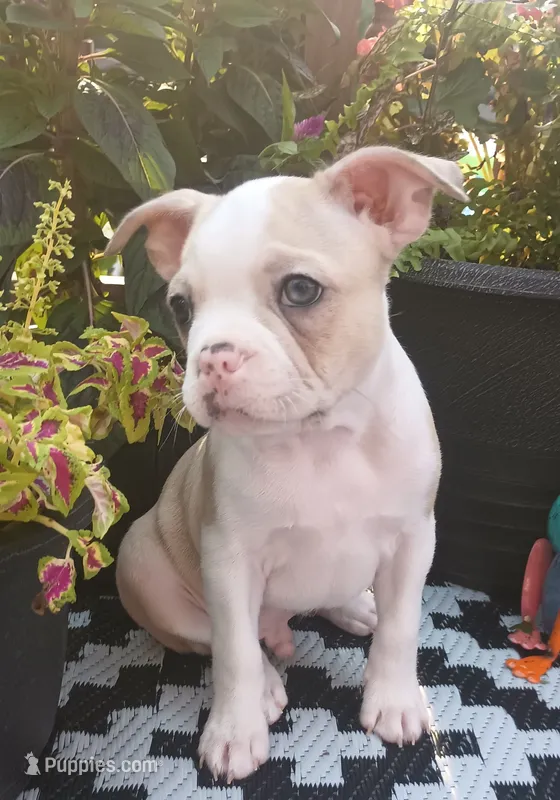Goldfinch – Boston Terrier, French Bulldog puppy for sale in Burton, MI