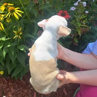 Seagull, a male Boston Terrier and French Bulldog for sale in Burton, MI – 4 of 7