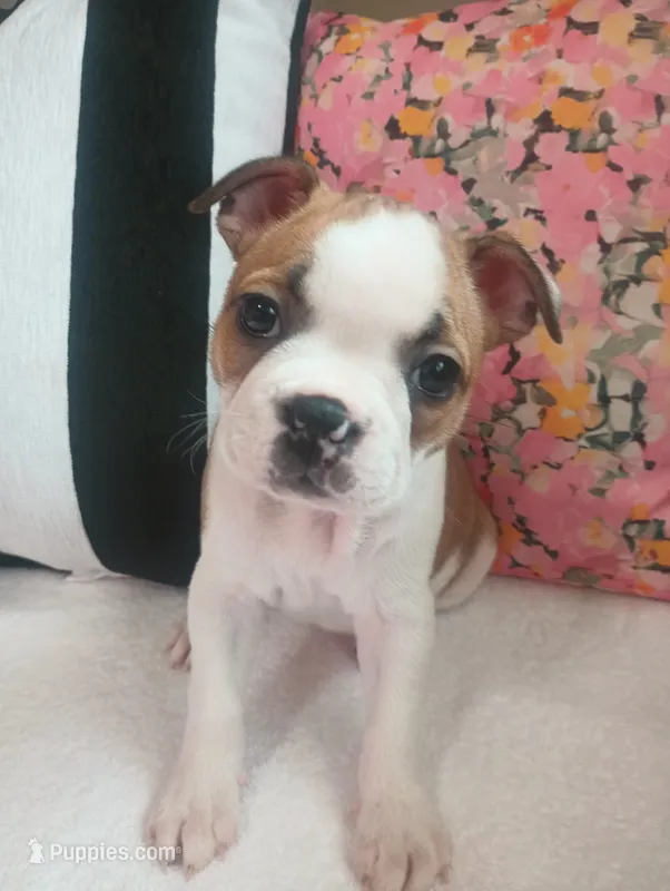 Flamingo  – Boston Terrier, French Bulldog puppy for sale in Burton, MI