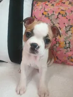 Flamingo , a female Boston Terrier and French Bulldog for sale in Burton, MI – 1 of 10