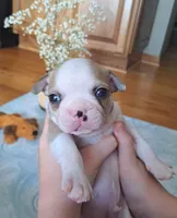 Sparrow , a male Boston Terrier and French Bulldog for sale in Burton, MI – 4 of 7
