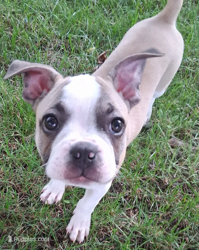 Goose – Boston Terrier, French Bulldog puppy for sale in Burton, MI