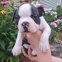 Hoopoe, a female Boston Terrier and French Bulldog for sale in Burton, MI – 9 of 10