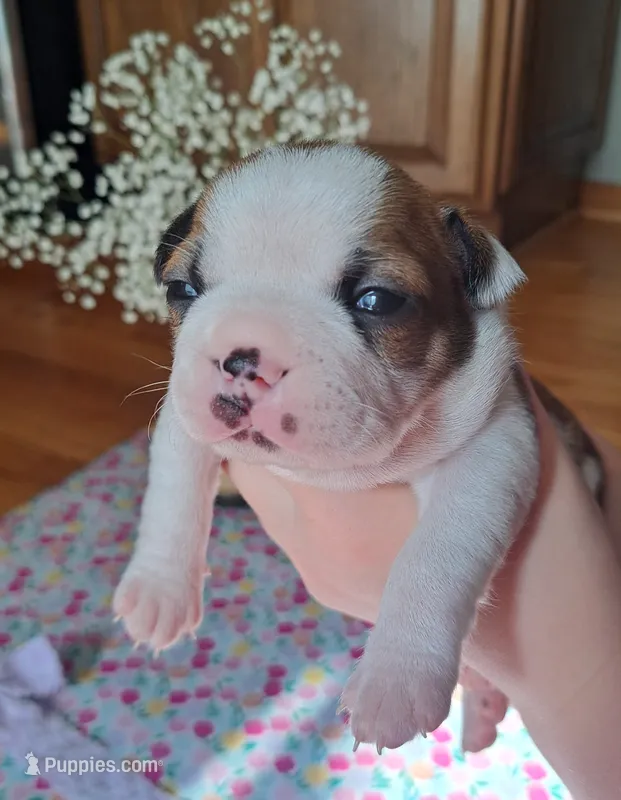 Flamingo  – Boston Terrier, French Bulldog puppy for sale in Burton, MI
