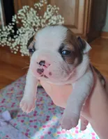 Flamingo , a female Boston Terrier and French Bulldog for sale in Burton, MI – 1 of 6