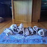 Goose, a male Boston Terrier and French Bulldog for sale in Burton, MI – 4 of 8