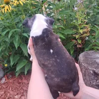 Hoopoe, a female Boston Terrier and French Bulldog for sale in Burton, MI – 10 of 10