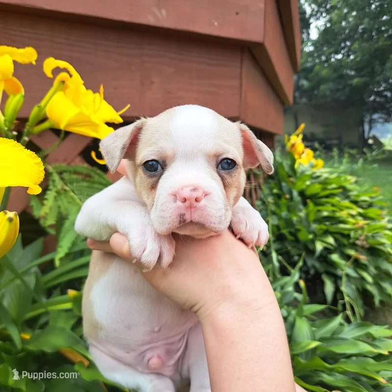 Goldfinch – Boston Terrier, French Bulldog puppy for sale in Burton, MI