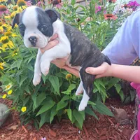 Magpie, a female Boston Terrier and French Bulldog for sale in Burton, MI – 2 of 9