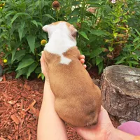 Flamingo , a female Boston Terrier and French Bulldog for sale in Burton, MI – 5 of 10