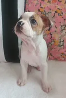 Flamingo , a female Boston Terrier and French Bulldog for sale in Burton, MI – 2 of 10
