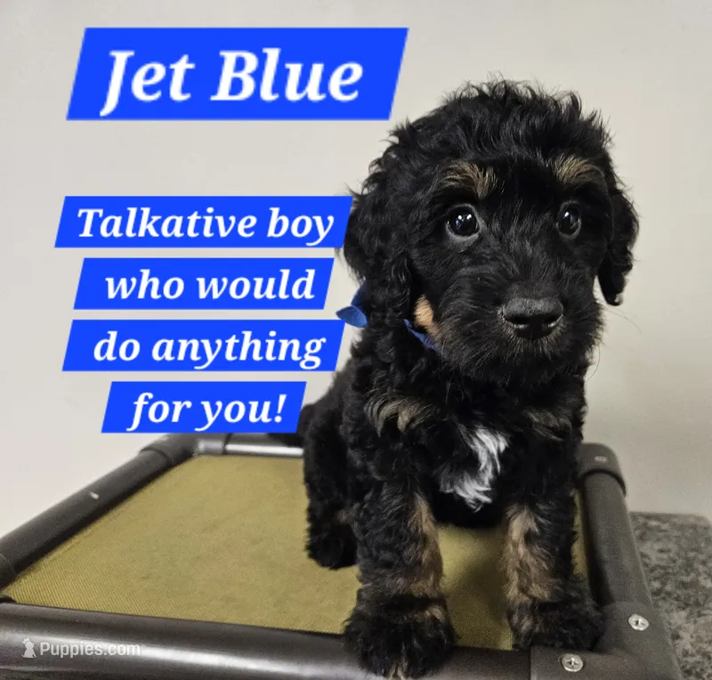 Medium Bernedoodle Jet Blue FREE DELIVERY NC SC GA FL – Bernedoodle puppy for sale in Flat Rock, NC