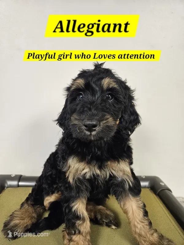 Medium Bernedoodle Allegiant Free Delivery NC SC GA FL – Bernedoodle puppy for sale in Flat Rock, NC
