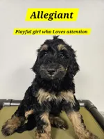 Medium Bernedoodle Allegiant Free Delivery NC SC GA FL, a female Bernedoodle for sale in Flat Rock, NC – 1 of 1