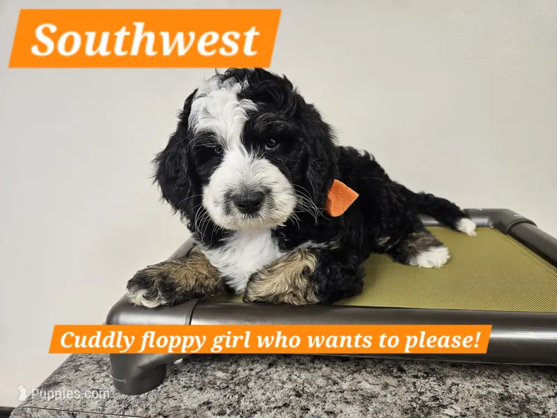 Medium Bernedoodle Southwest FREE DELIVERY NC SC GA FL  – Bernedoodle puppy for sale in Flat Rock, NC