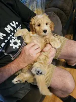 BOOM FREE DELIVERY NC SC GA FL, a male Miniature Goldendoodle for sale in Flat Rock, NC – 2 of 2