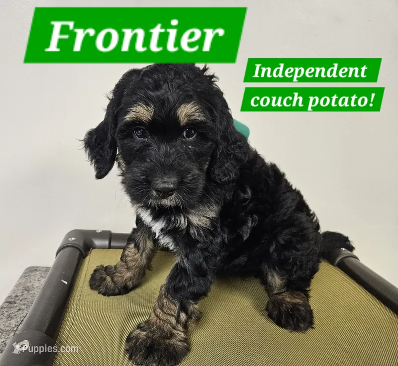 Medium Bernedoodle Frontier FREE DELIVERY NC SC GA FL – Bernedoodle puppy for sale in Flat Rock, NC