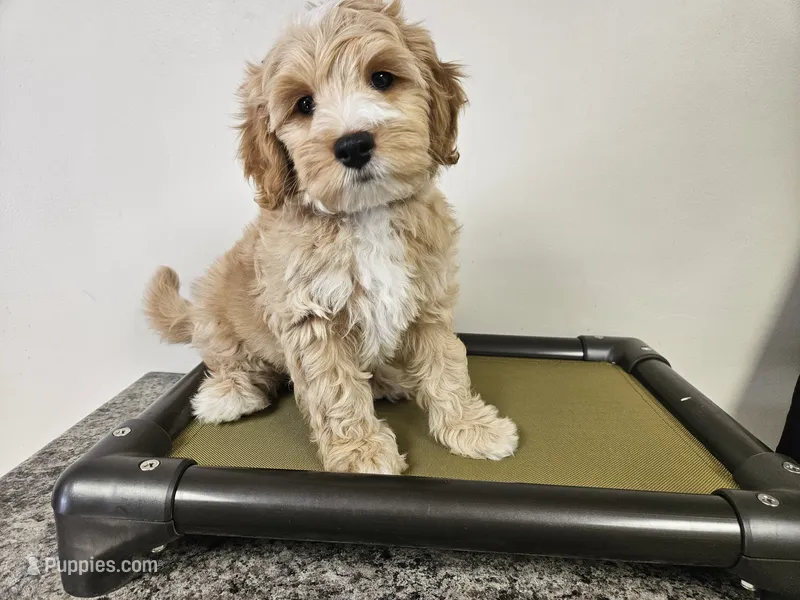 BOOM FREE DELIVERY NC SC GA FL – Miniature Goldendoodle puppy for sale in Flat Rock, NC
