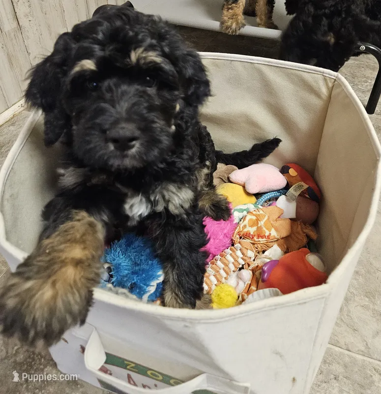 Medium Bernedoodle Frontier FREE DELIVERY NC SC GA FL – Bernedoodle puppy for sale in Flat Rock, NC