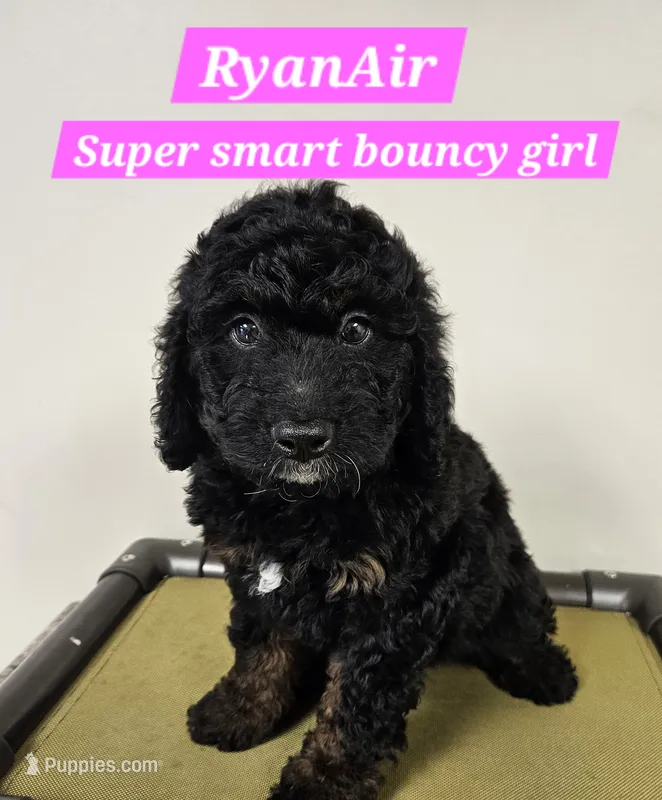 Medium Bernedoodle RyanAir FREE DELIVERY to NC SC GA FL – Bernedoodle puppy for sale in Flat Rock, NC