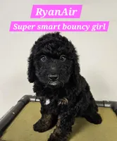 Medium Bernedoodle RyanAir FREE DELIVERY to NC SC GA FL, a female Bernedoodle for sale in Flat Rock, NC – 1 of 1