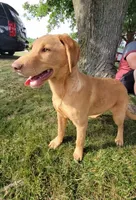 Marlo/Marley , a male Labradoodle and Double Doodle for sale in Pierceton, IN – 3 of 6