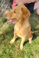Marlo/Marley , a male Labradoodle and Double Doodle for sale in Pierceton, IN – 6 of 6