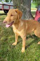 Marlo/Marley , a male Labradoodle and Double Doodle for sale in Pierceton, IN – 2 of 6