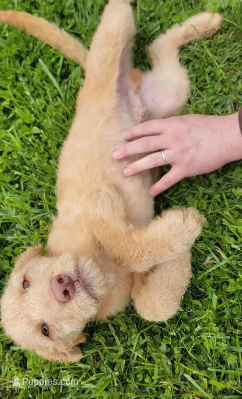#6, a male Goldendoodle and Labradoodle for sale in Pierceton, IN – Photo 1 of 8
