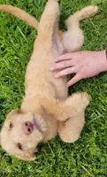 #6, a male Goldendoodle and Labradoodle for sale in Pierceton, IN – Photo 1 of 8