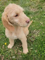 #6, a male Goldendoodle and Labradoodle for sale in Pierceton, IN – Photo 3 of 8