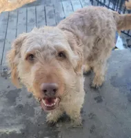 #6, a male Goldendoodle and Labradoodle for sale in Pierceton, IN – Photo 4 of 8