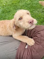 #6, a male Goldendoodle and Labradoodle for sale in Pierceton, IN – Photo 2 of 8