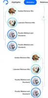 #6, a male Goldendoodle and Labradoodle for sale in Pierceton, IN – Photo 8 of 8