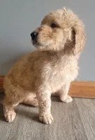 #9 Boy, a male Goldendoodle and Labradoodle for sale in Pierceton, IN – Photo 4 of 10