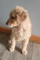 #9 Boy, a male Goldendoodle and Labradoodle for sale in Pierceton, IN – Photo 3 of 10