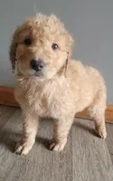 #9 Boy, a male Goldendoodle and Labradoodle for sale in Pierceton, IN – Photo 2 of 10