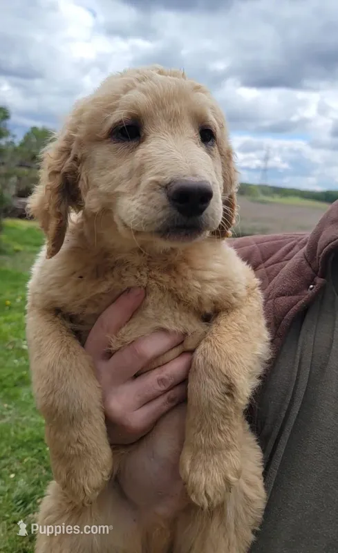 #9 Boy – Double Doodle puppy for sale in Pierceton, IN