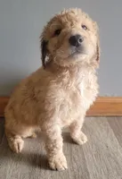#9 Boy, a male Goldendoodle and Labradoodle for sale in Pierceton, IN – Photo 1 of 10