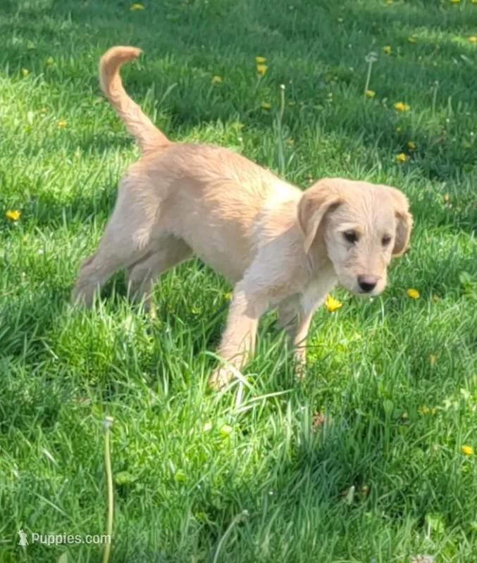 #3 Girl – Double Doodle puppy for sale in Pierceton, IN