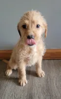 #3 Girl, a female Goldendoodle and Labradoodle for sale in Pierceton, IN – Photo 2 of 8