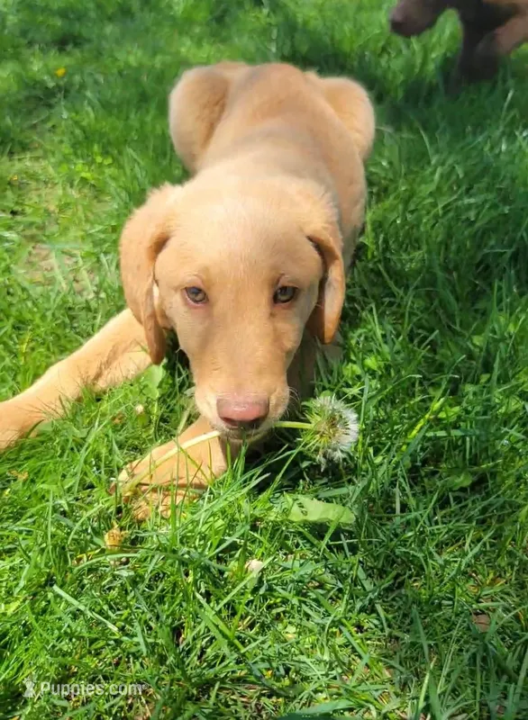 #7 Boy – Double Doodle puppy for sale in Pierceton, IN