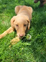 #7 Boy (Marlo/Marley), a male Double Doodle for sale in Pierceton, IN – 1 of 9