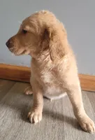 #7 Boy, a male Goldendoodle and Labradoodle for sale in Pierceton, IN – Photo 2 of 8