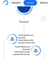 #7 Boy, a male Goldendoodle and Labradoodle for sale in Pierceton, IN – Photo 5 of 8